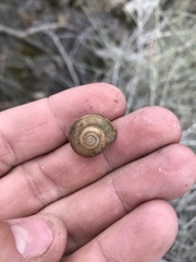 Helminthoglypta mohaveana