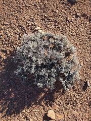 Artemisia bigelovii