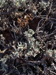 Artemisia bigelovii