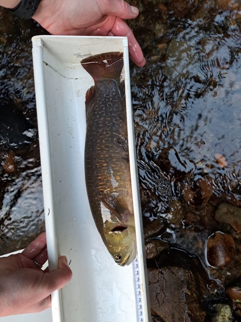 Giant kokopu in June 2023 by John Simes · iNaturalist