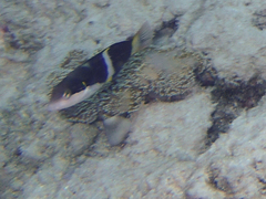 Thalassoma nigrofasciatum
