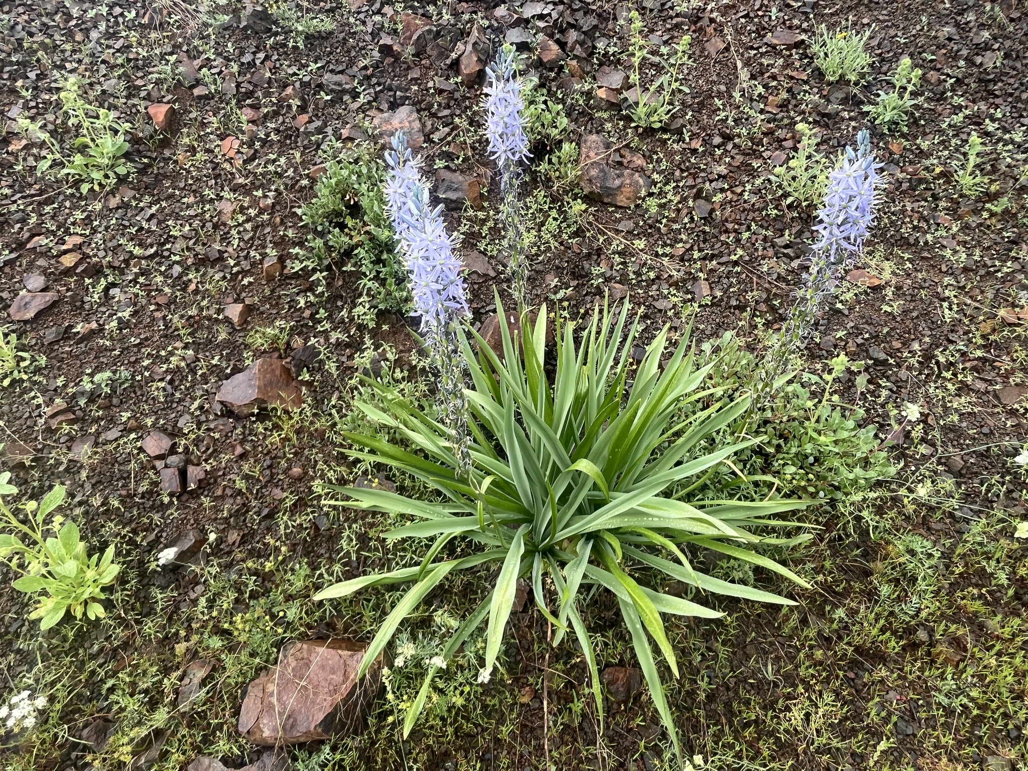 Cusick's Camas (Camassia cusickii)
