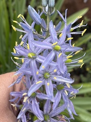 Camassia cusickii, photograph (c) Brian Finzel, some rights reserved (CC BY-SA)