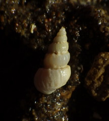 Opalia funiculata