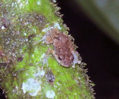 Pristimantis diadematus