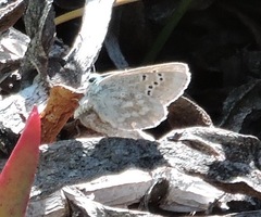 Icaricia icarioides parapheres