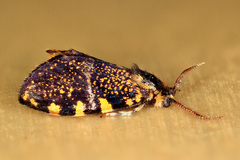 Cebysa leucotelus