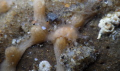 Tritonicula myrakeenae