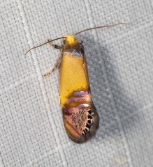 Eupselia satrapella
