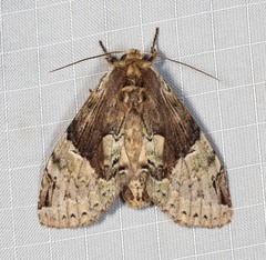 Antithemerastis acrobela