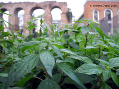 Parietaria officinalis