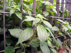 Parietaria officinalis