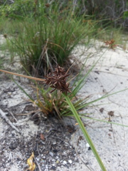 Cyperus planifolius