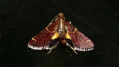 Persicoptera aglaopa