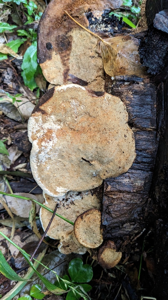 Fomitopsis dickinsii · June 2023 · photo: © atsushi_nakajima_cirque (iNaturalist, cc-by)