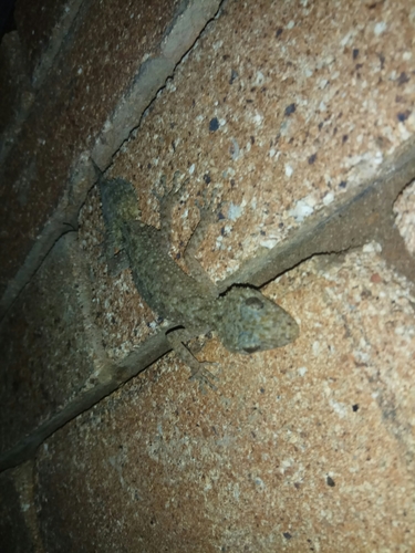 Phyllurus platurus