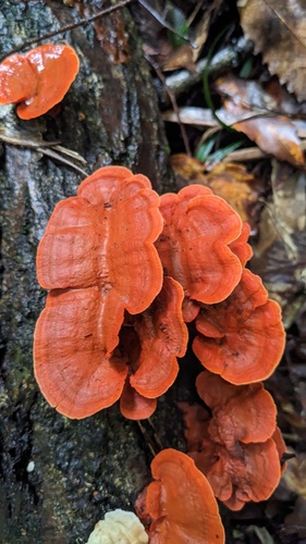 Trametes coccinea