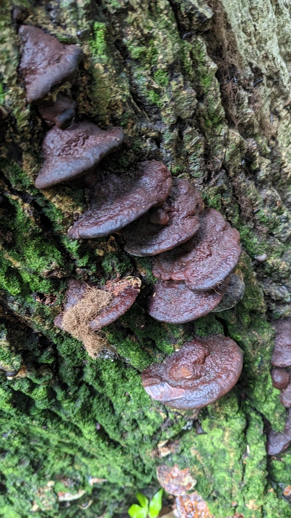 Fuscoporia gilva · June 2023 · photo: © atsushi_nakajima_cirque (iNaturalist, cc-by)