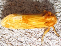 Cirrhophanus pretiosa