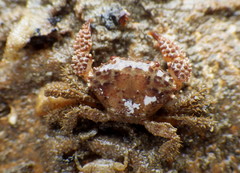 Paraxanthias taylori