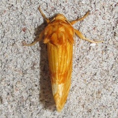 Cirrhophanus pretiosa