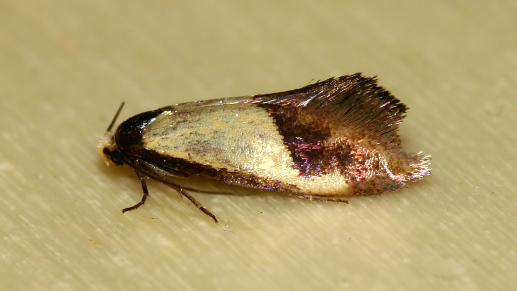 Perissomasticinae