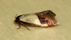 Edosa irruptella