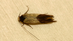 Edosa irruptella