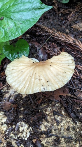 Marasmius maximus