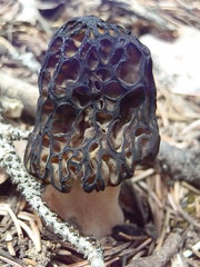 Morchella kaibabensis
