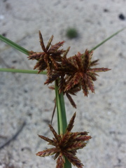 Cyperus planifolius