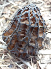 Morchella kaibabensis