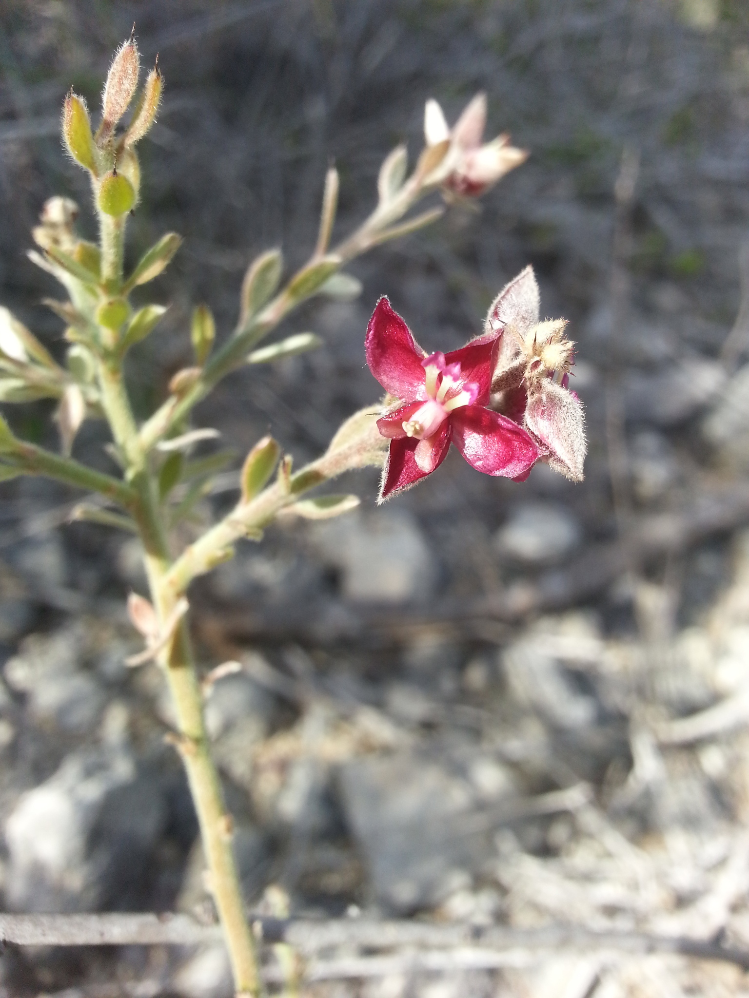 Krameria ixine