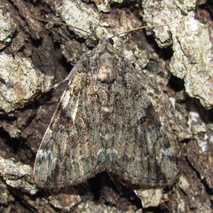 Catocala micronympha