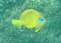 Hypoplectrus gummigutta