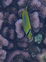 Chaetodon plebeius