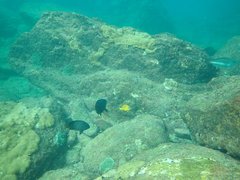 Hypoplectrus gummigutta