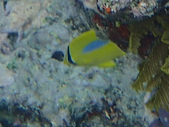 Chaetodon plebeius