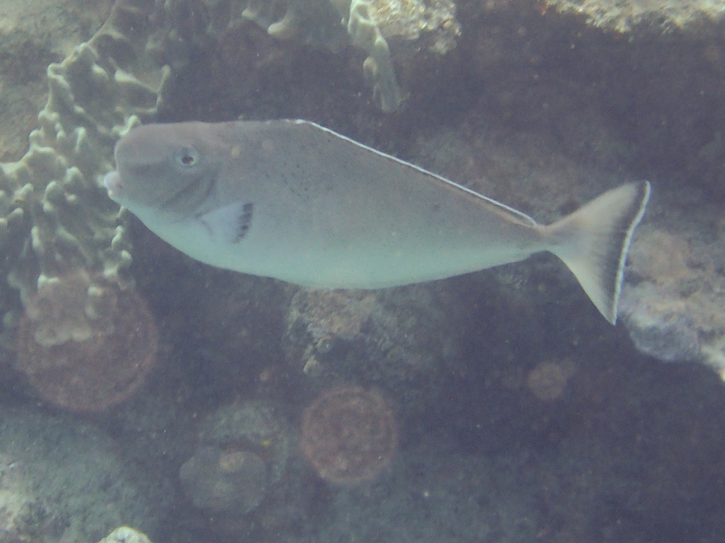 Bulbnose Unicornfish