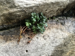Asplenium ruta-muraria