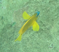 Hypoplectrus gummigutta