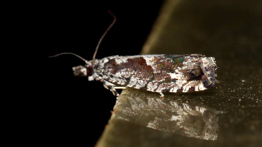 Holocola lucifera