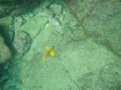 Hypoplectrus gummigutta