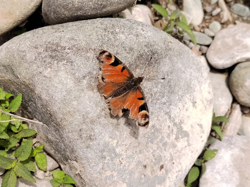 European Peacock Butterfly
