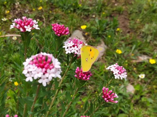 Dark Clouded Yellow