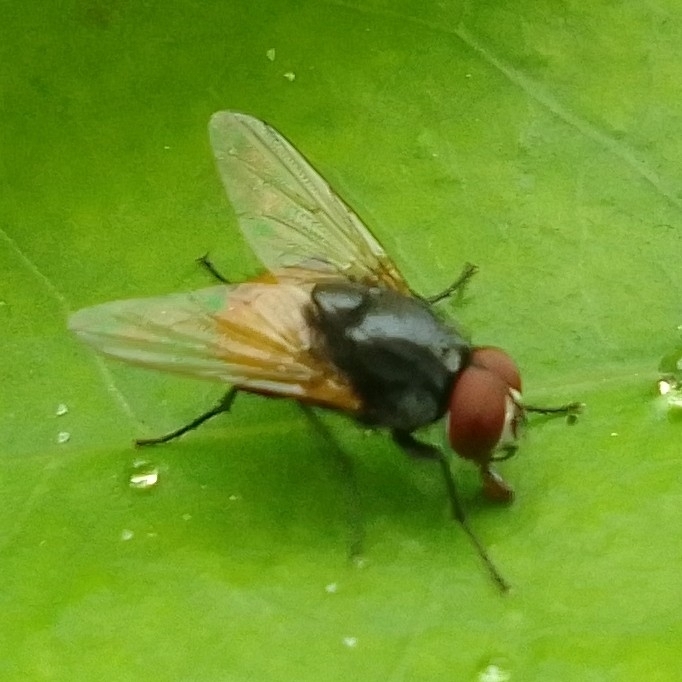 Musca from Ernakulam, IN-KL, IN on June 11, 2023 at 08:22 AM by 🪶🐾🍀 ...