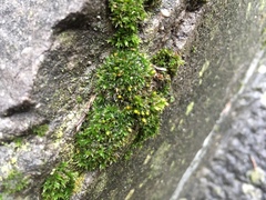 Orthotrichum diaphanum