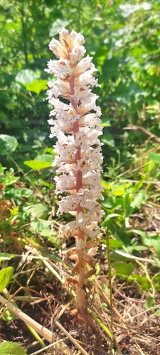 Image of Orobanche crenata by (c) BIONNB, some rights reserved (CC BY)