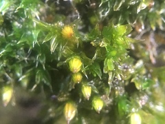 Orthotrichum diaphanum