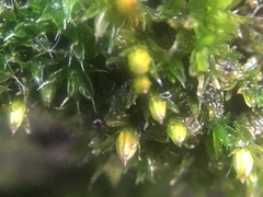 Orthotrichum diaphanum